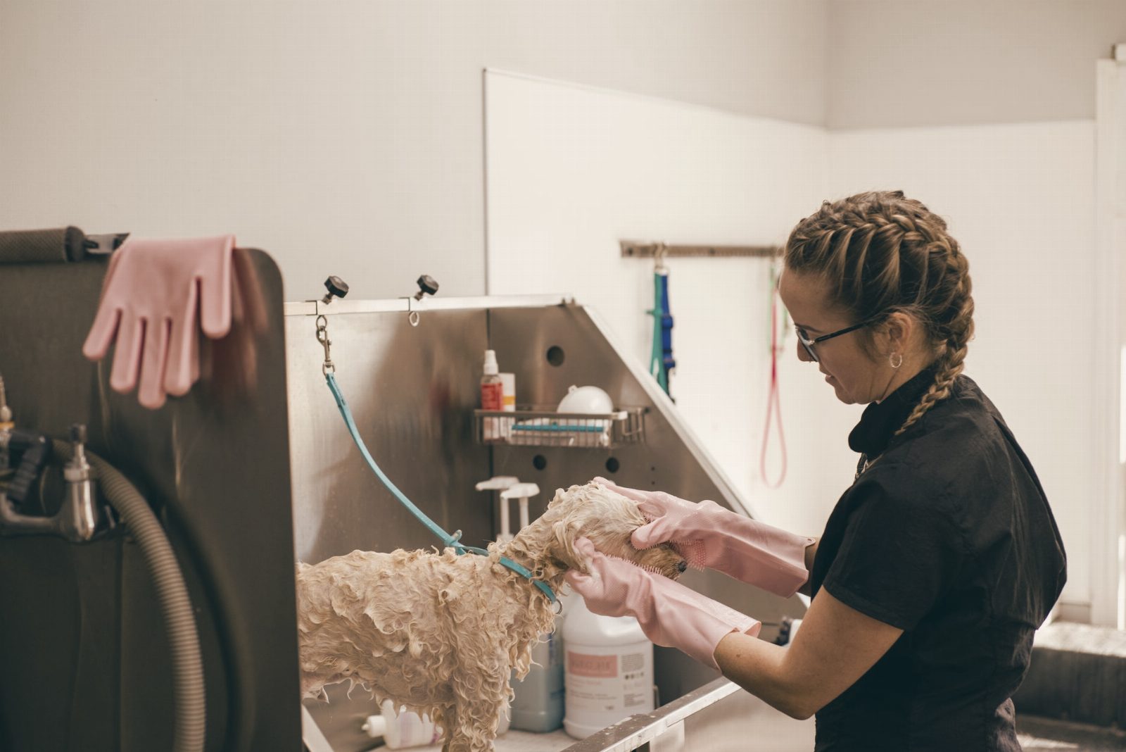Professional groomer washing a curly-haired dog at a grooming salon with care.