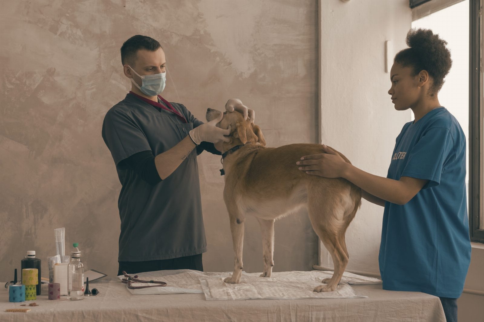 Veterinarian examines a dog assisted by a professional in a clinic setting.